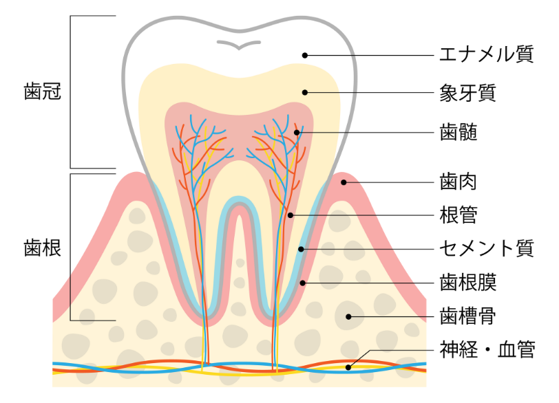 歯の内部構造|ブライト歯科