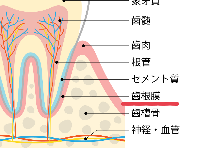 歯根膜|ブライト歯科